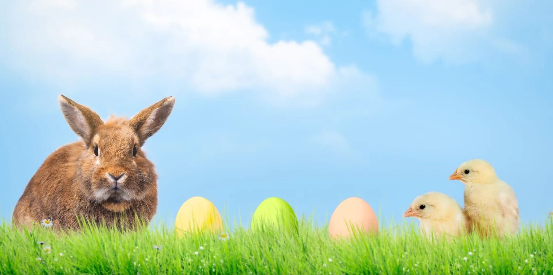 Easter Pets March 24