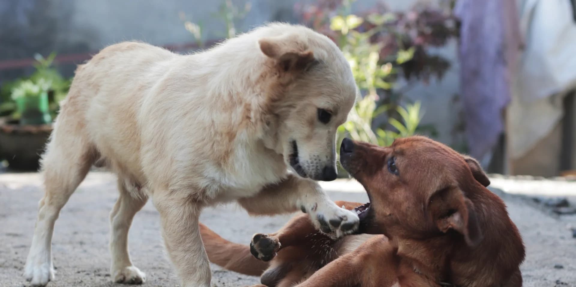 Pets with a Mission June 24