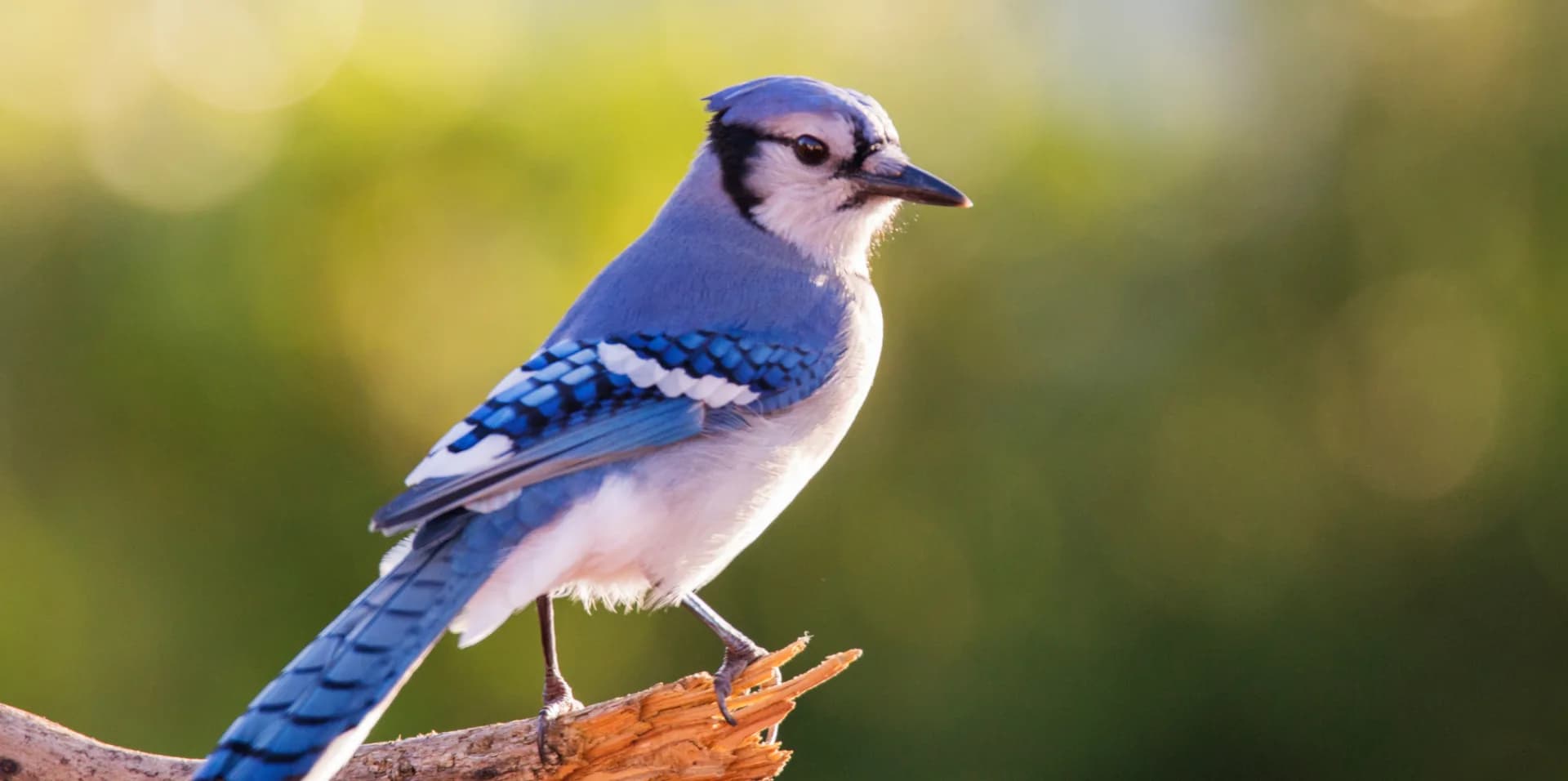 blue jay August 24