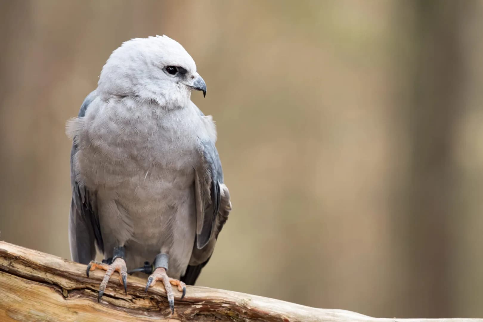 A Mississippi Kite perched on a branch
