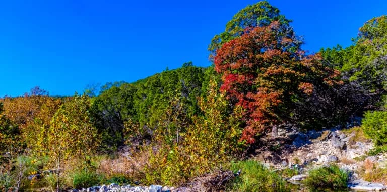 Lost Maples
