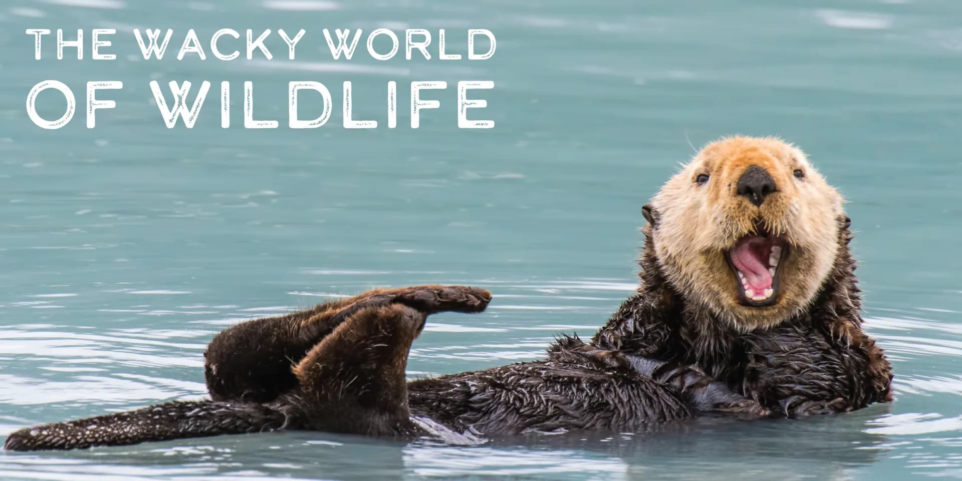 Wacky Wildlife
