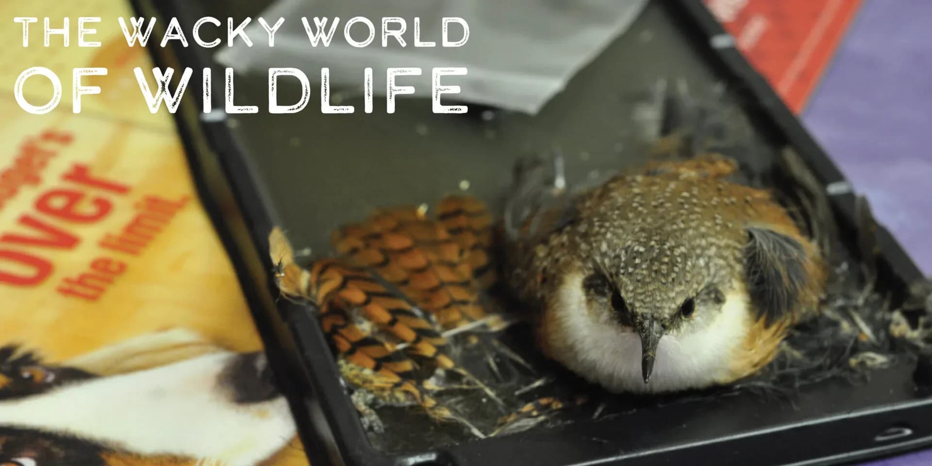 wildlife