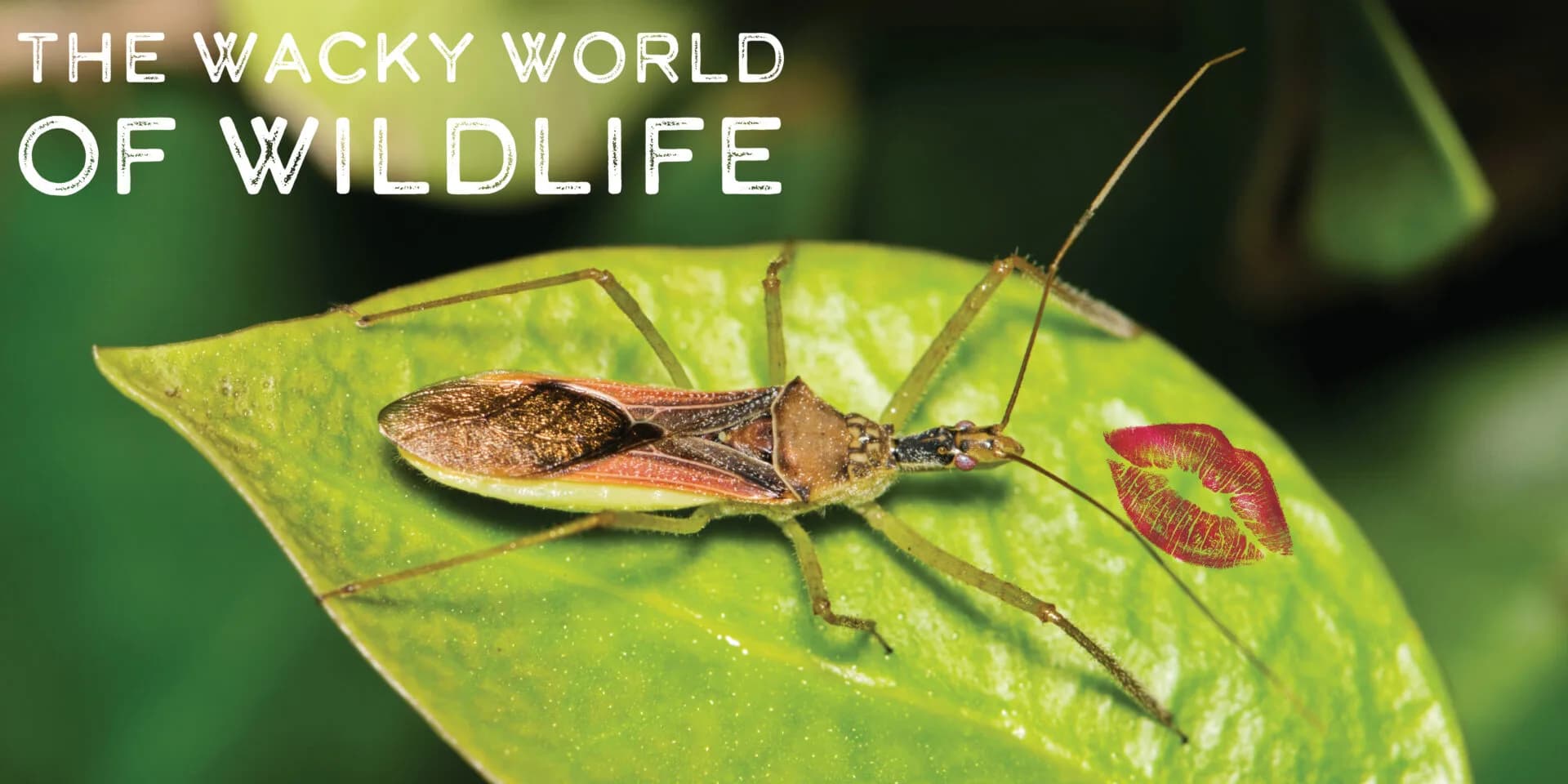 Kissing Bug