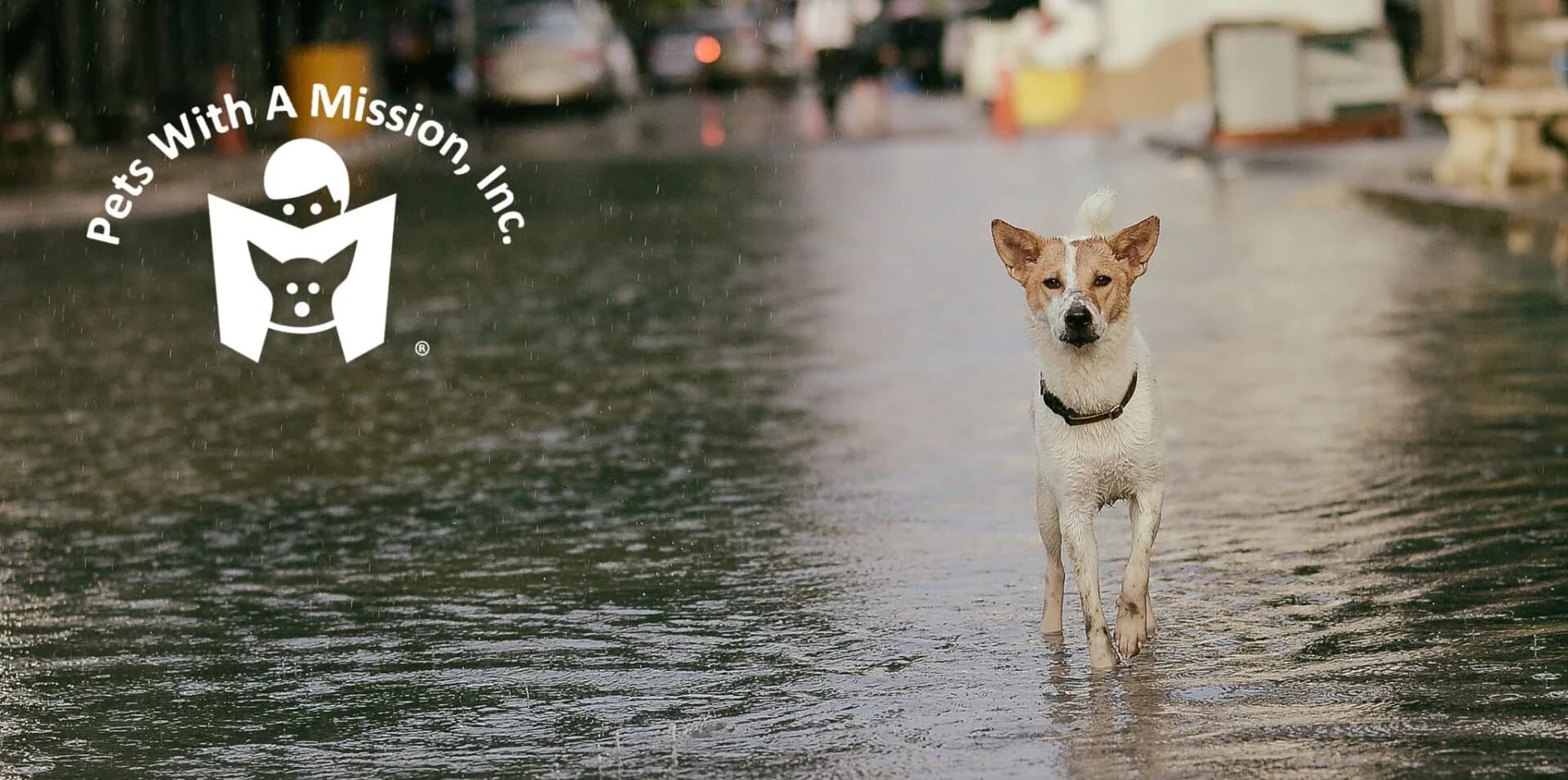pets with a mission Oct 23