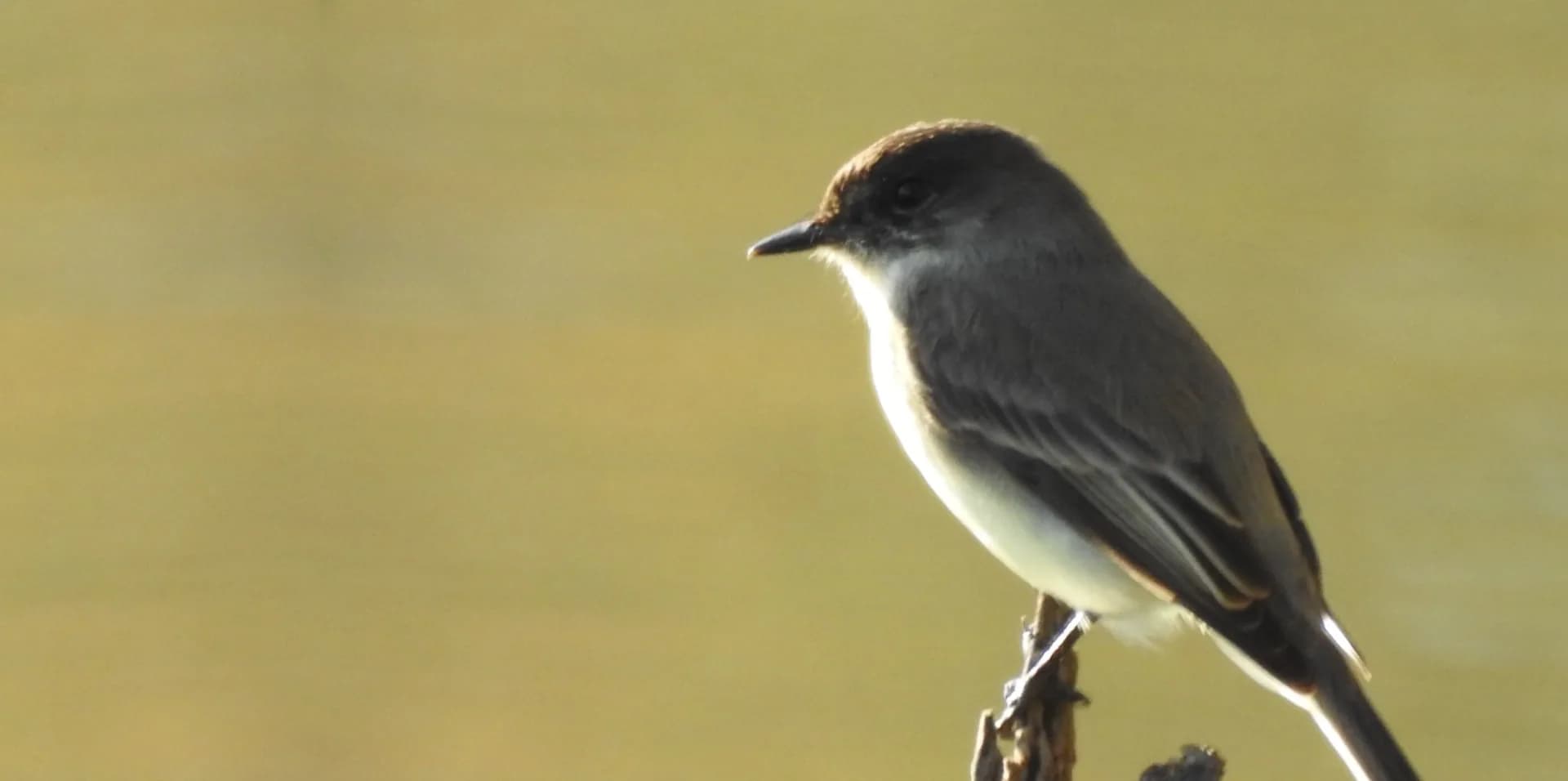 Bird Feeder Nov 23