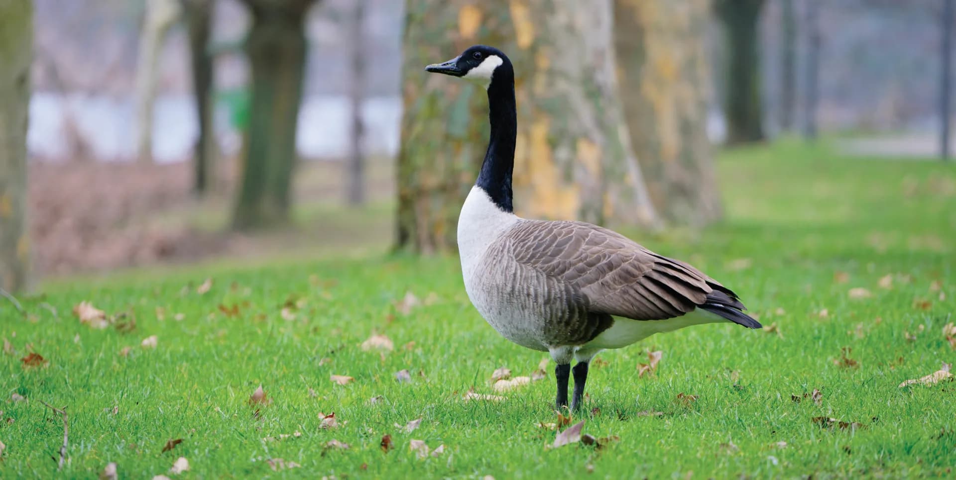 geese-01