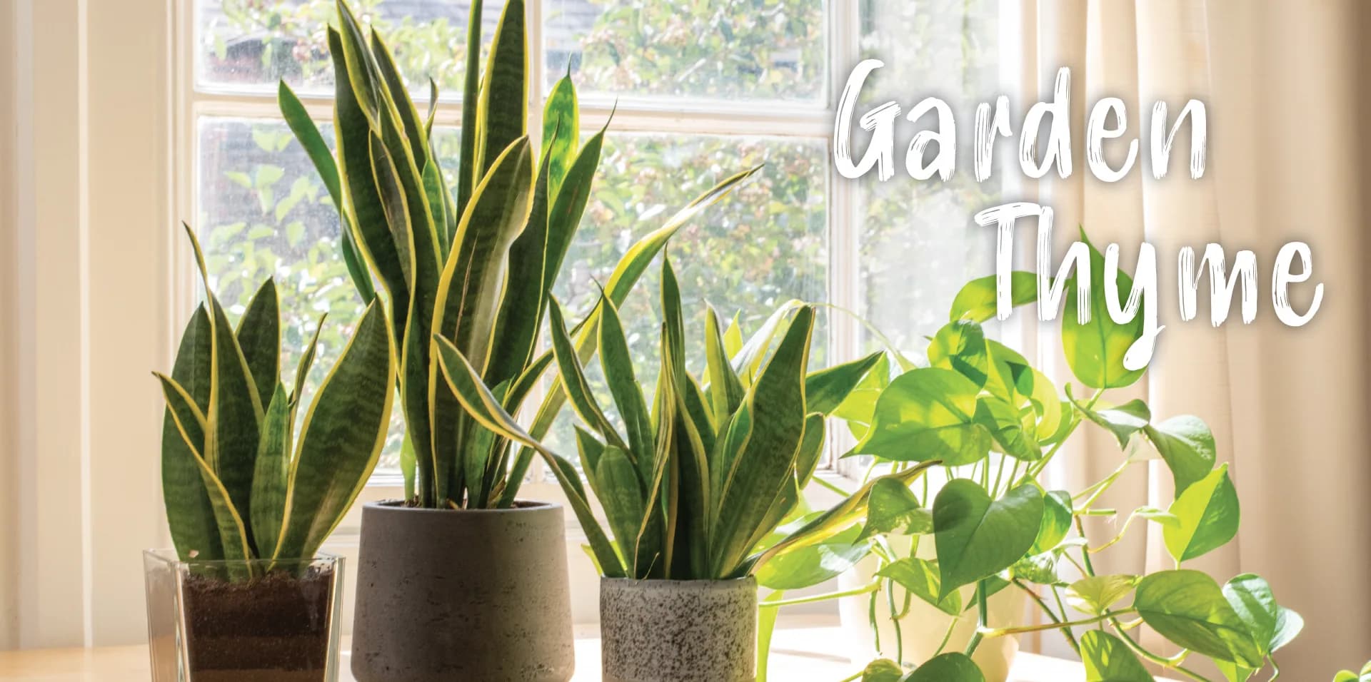 Garden Thyme Header 2