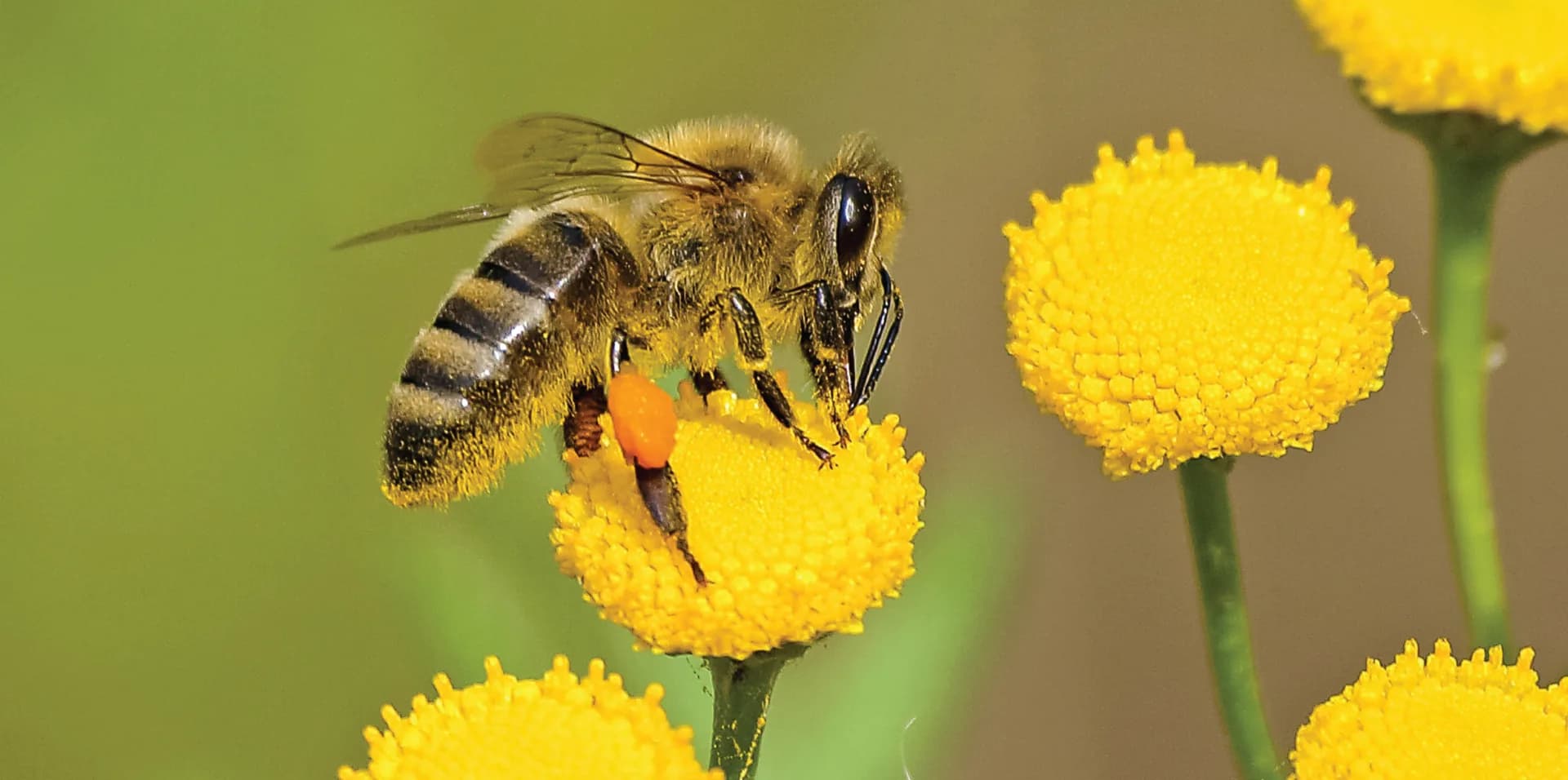 bee-22