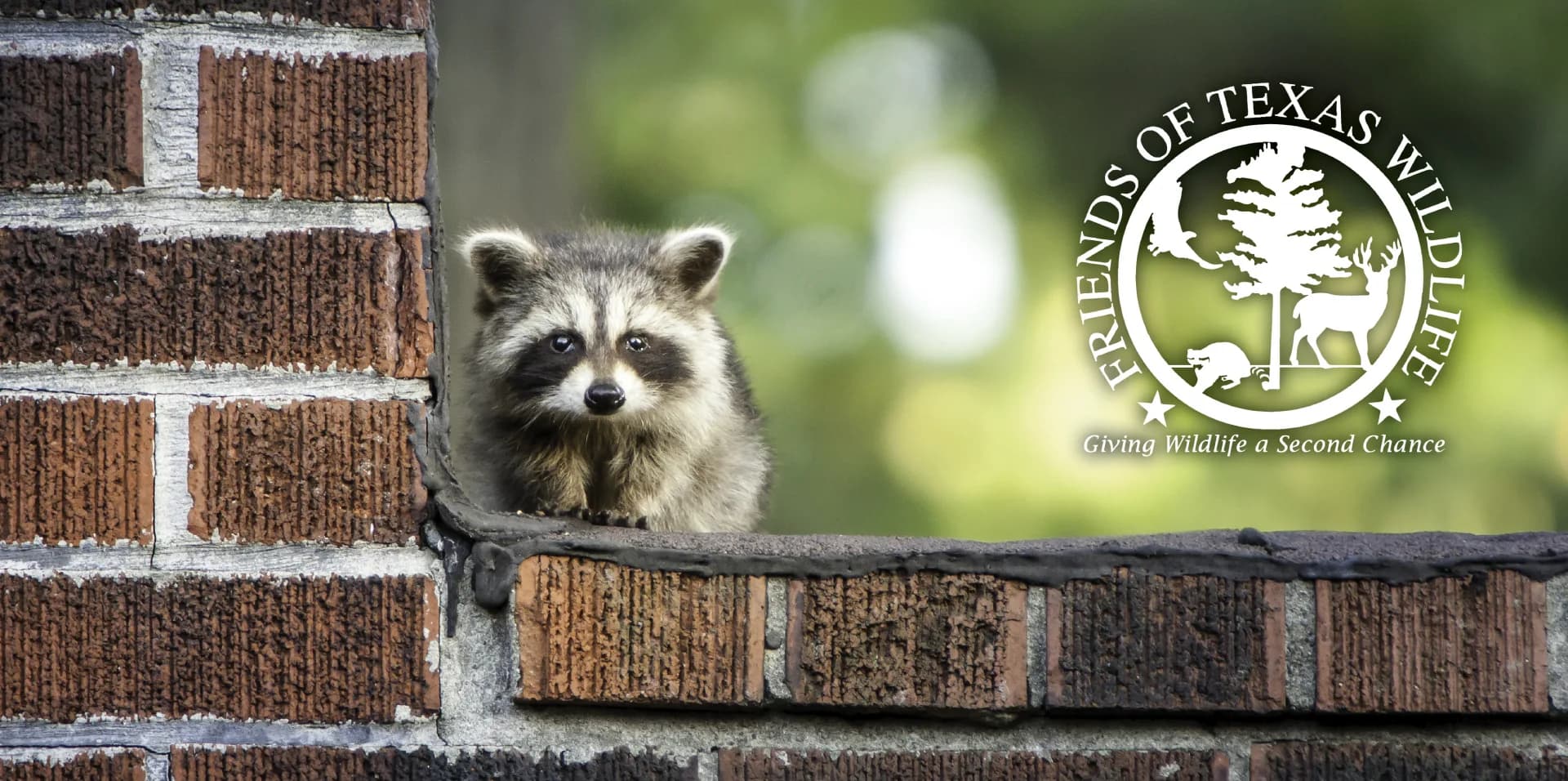 friends of texas wildlife5