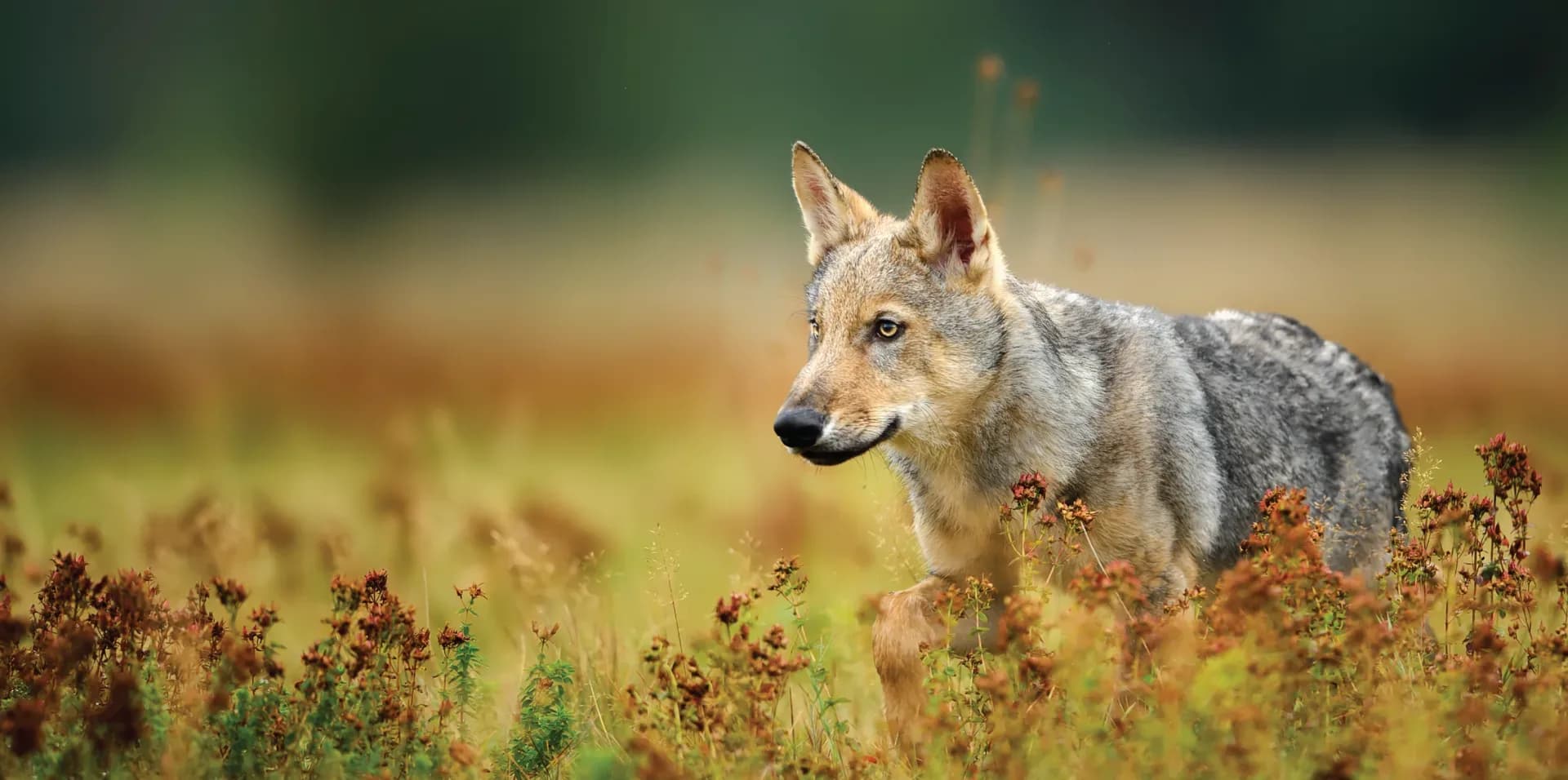 Wolf