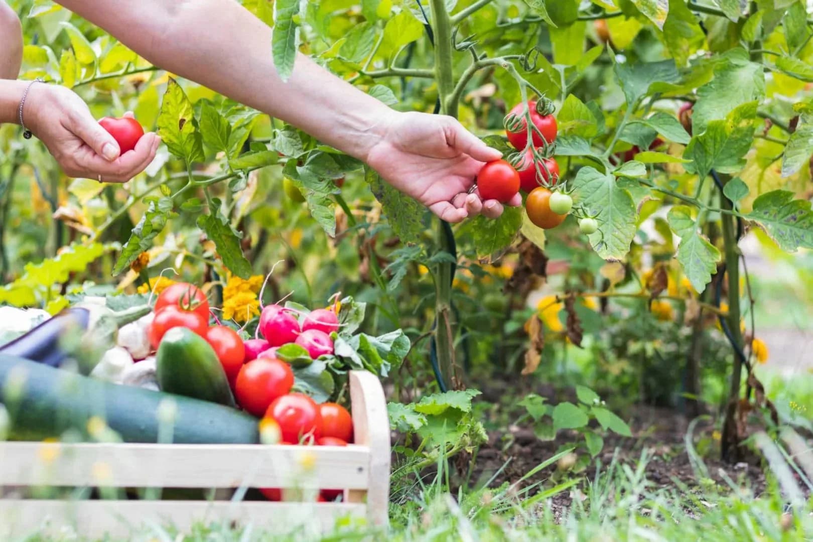 Growing Your Own Food