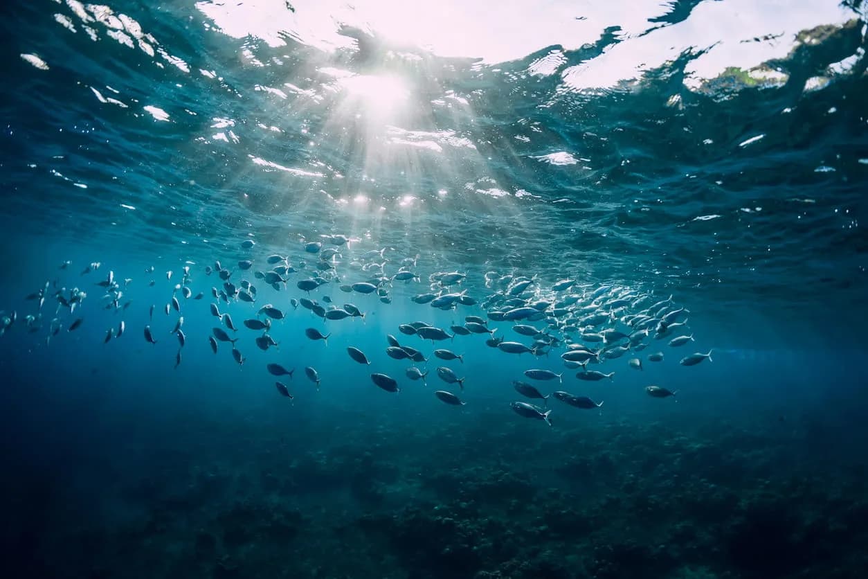 Creatures From the Deep