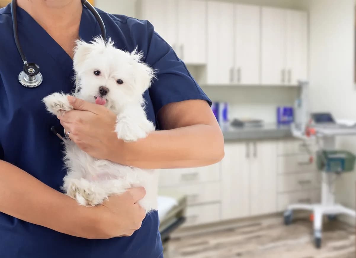 My Family Vet