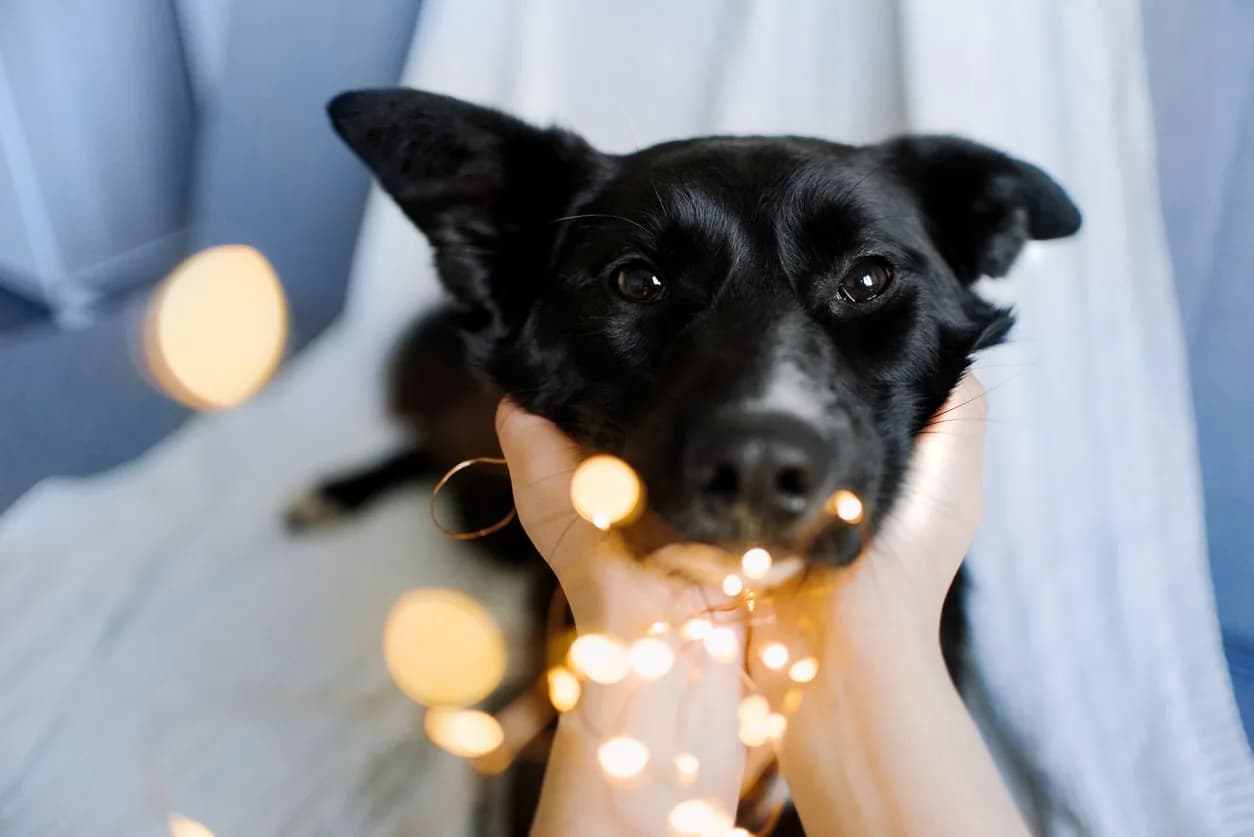The Joy of Fostering Homeless Pets