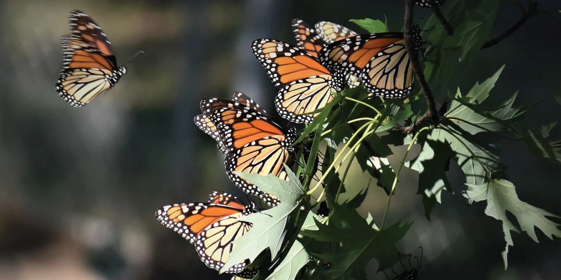 Butterflies-01