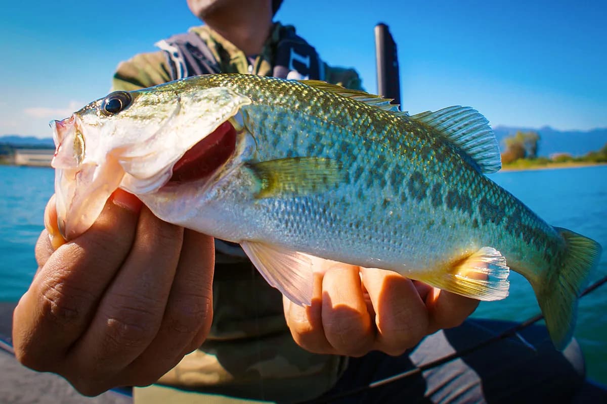 Bass fish in the hand of a fisherman