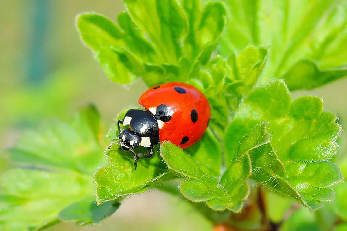 ladybug