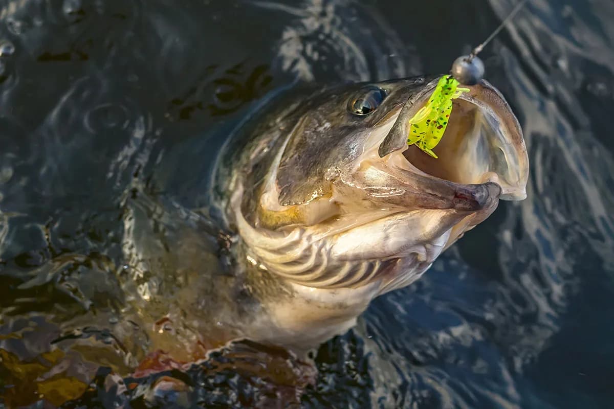 Fishing. Caught perch fish trophy in water.
