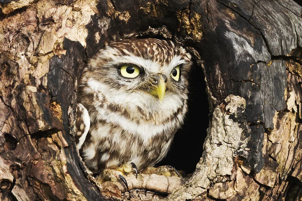 owl-tree-cavity