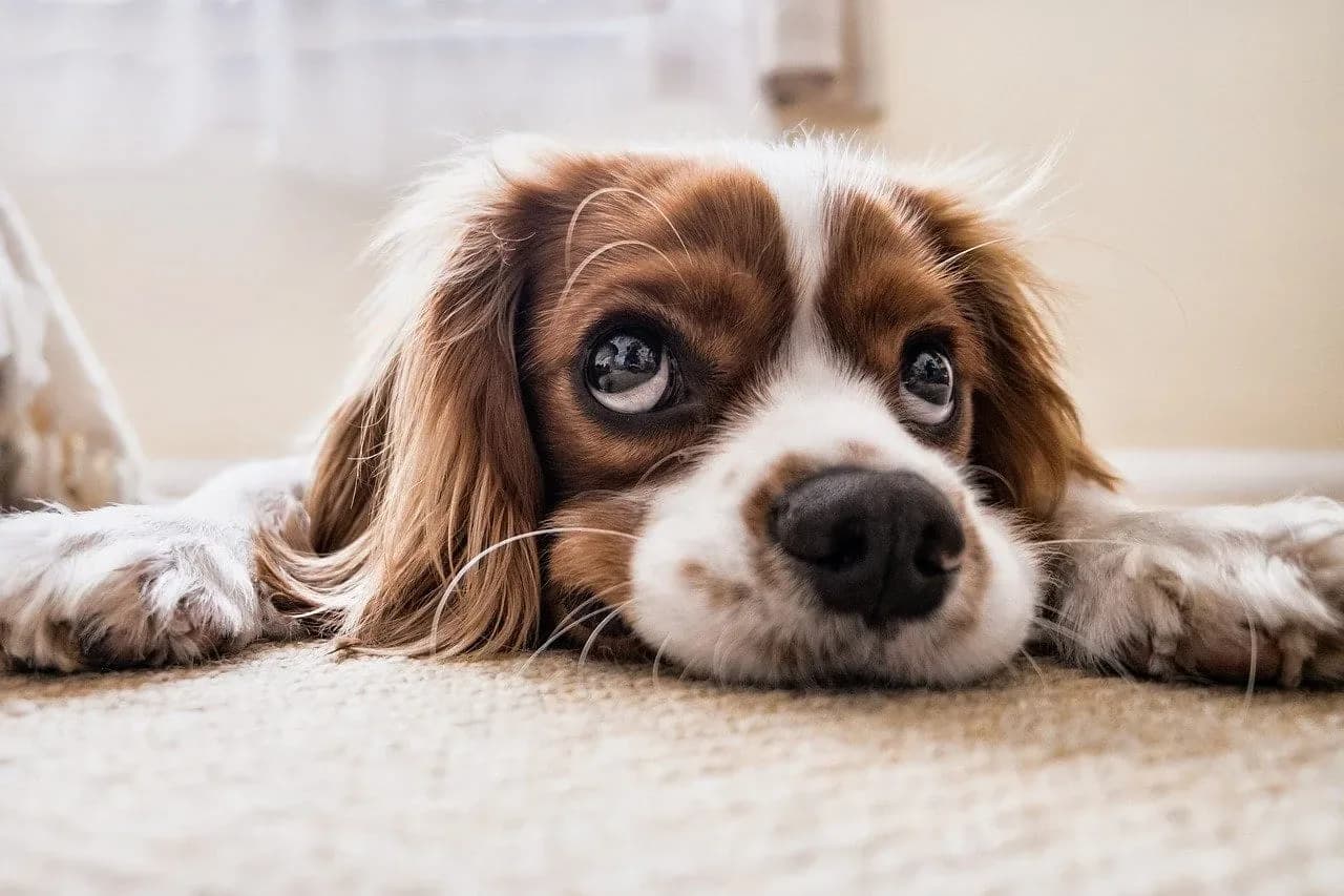 Best Pet Insurance Options