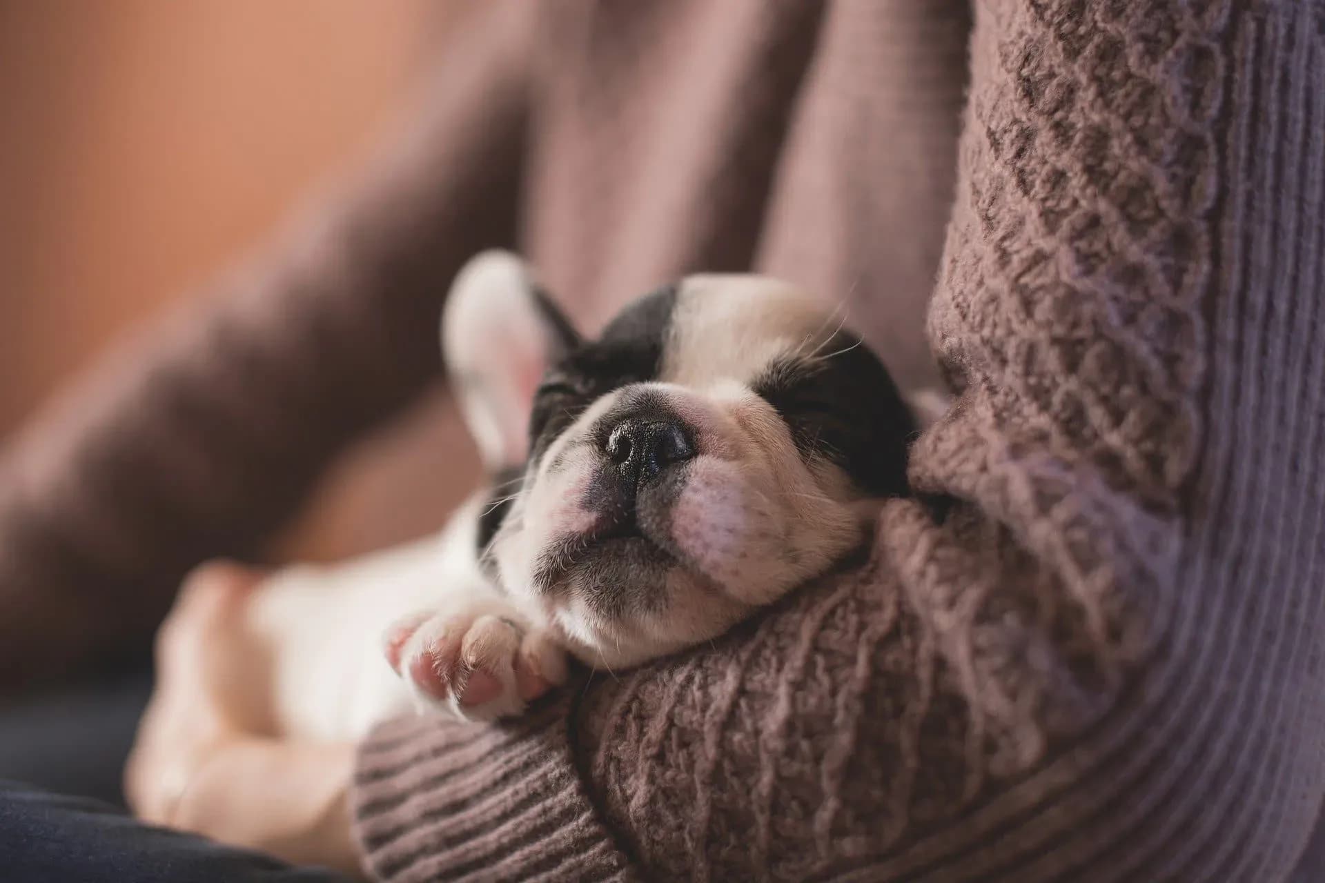 Want a new dog? Here’s how to find a responsible dog breeder.