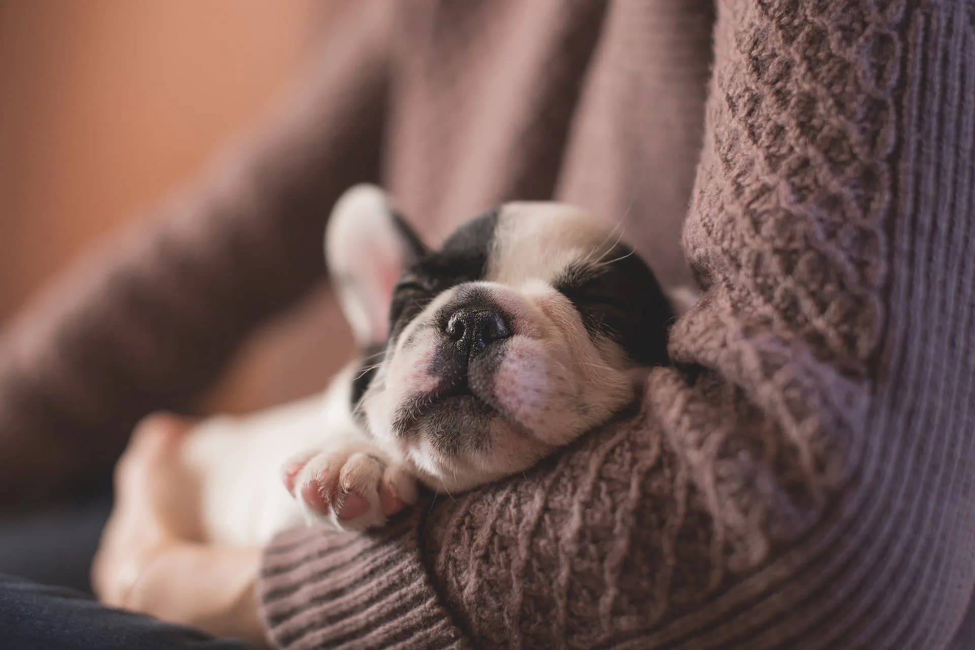Want a new dog? Here’s how to find a responsible dog breeder.