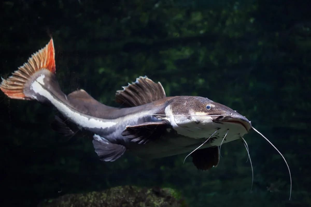 Redtail catfish (Phractocephalus hemioliopterus).