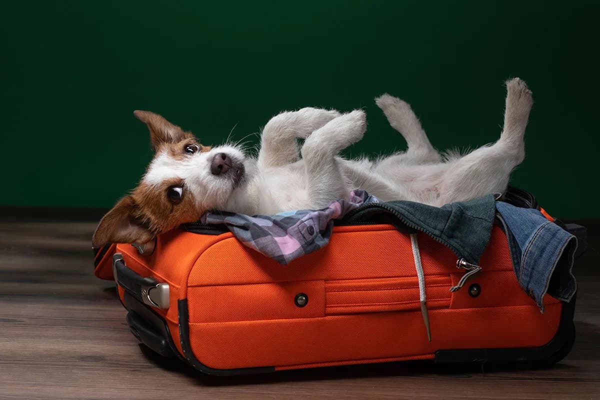 dog travel. Jack Russell Terrier is lying and playing in a suitc