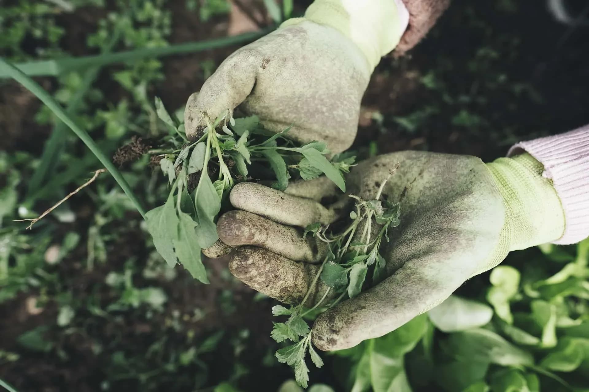 5 Reasons to Start a Home Garden This Year