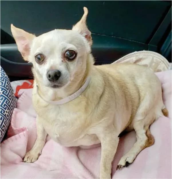 RGB__chihuahua__JPG