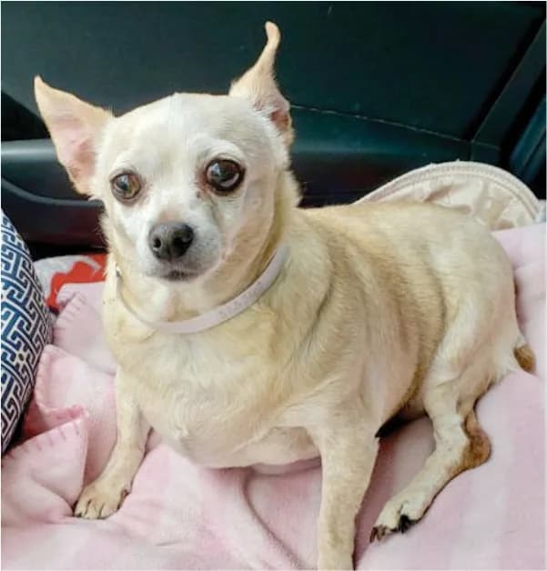RGB__chihuahua__JPG