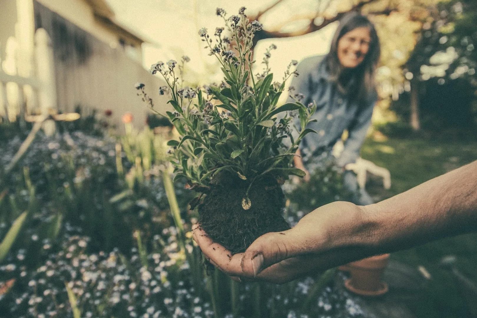 gardening-in-june