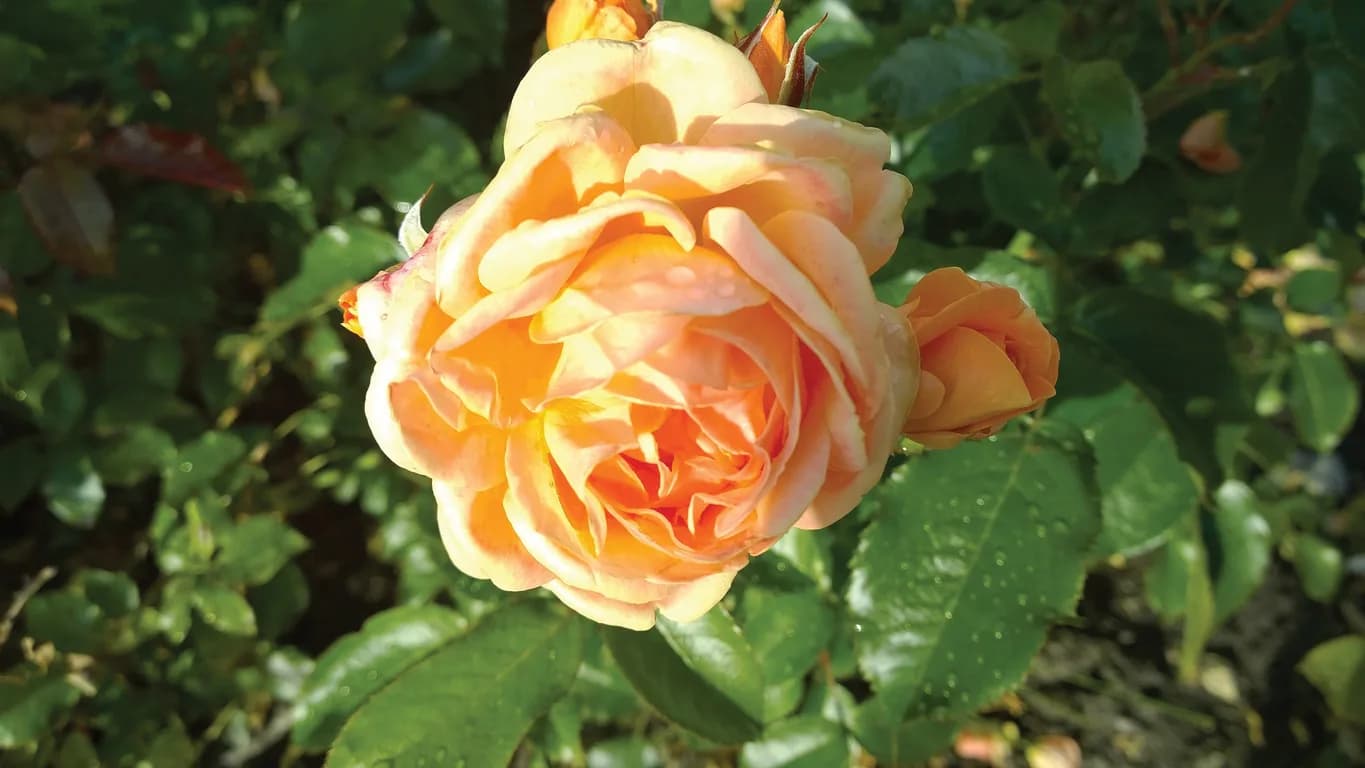 Lady of Shalott English rose. David Austin. Beautiful Flower Blossom. Floral close up. Carolyn Knight. Shrub. Roses cultivars, selection. Splendid roses. Cut flowers. Orange and yellow colour.