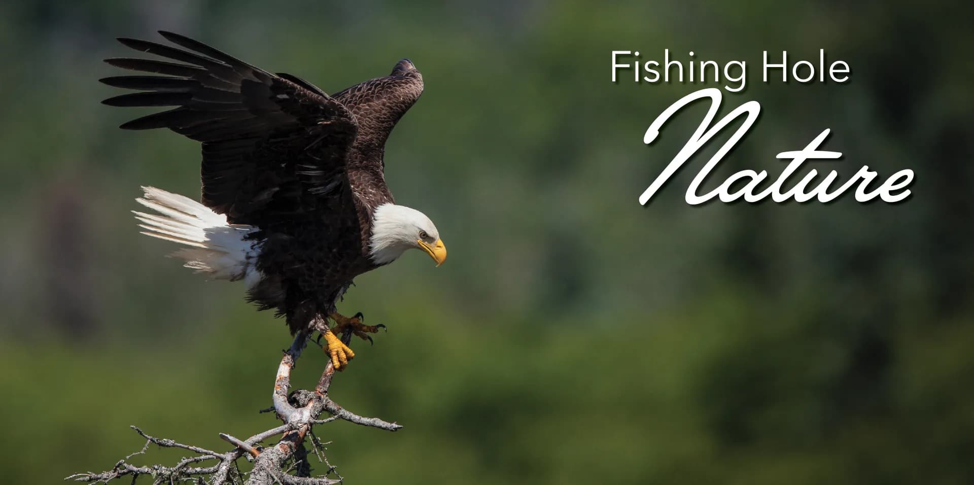 Fishing Hole Nature6