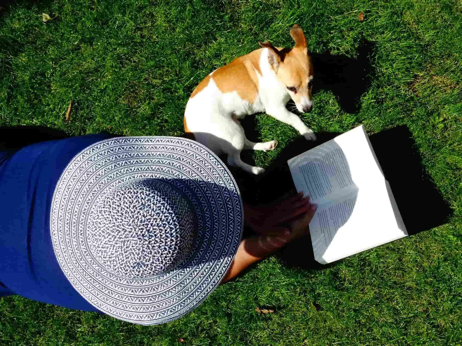 Keeping Pets Safe in Hot Weather