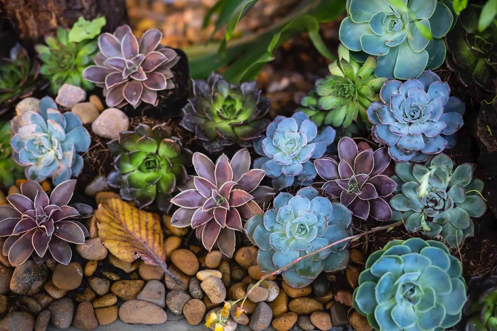 How to Shade Plants in Your Garden