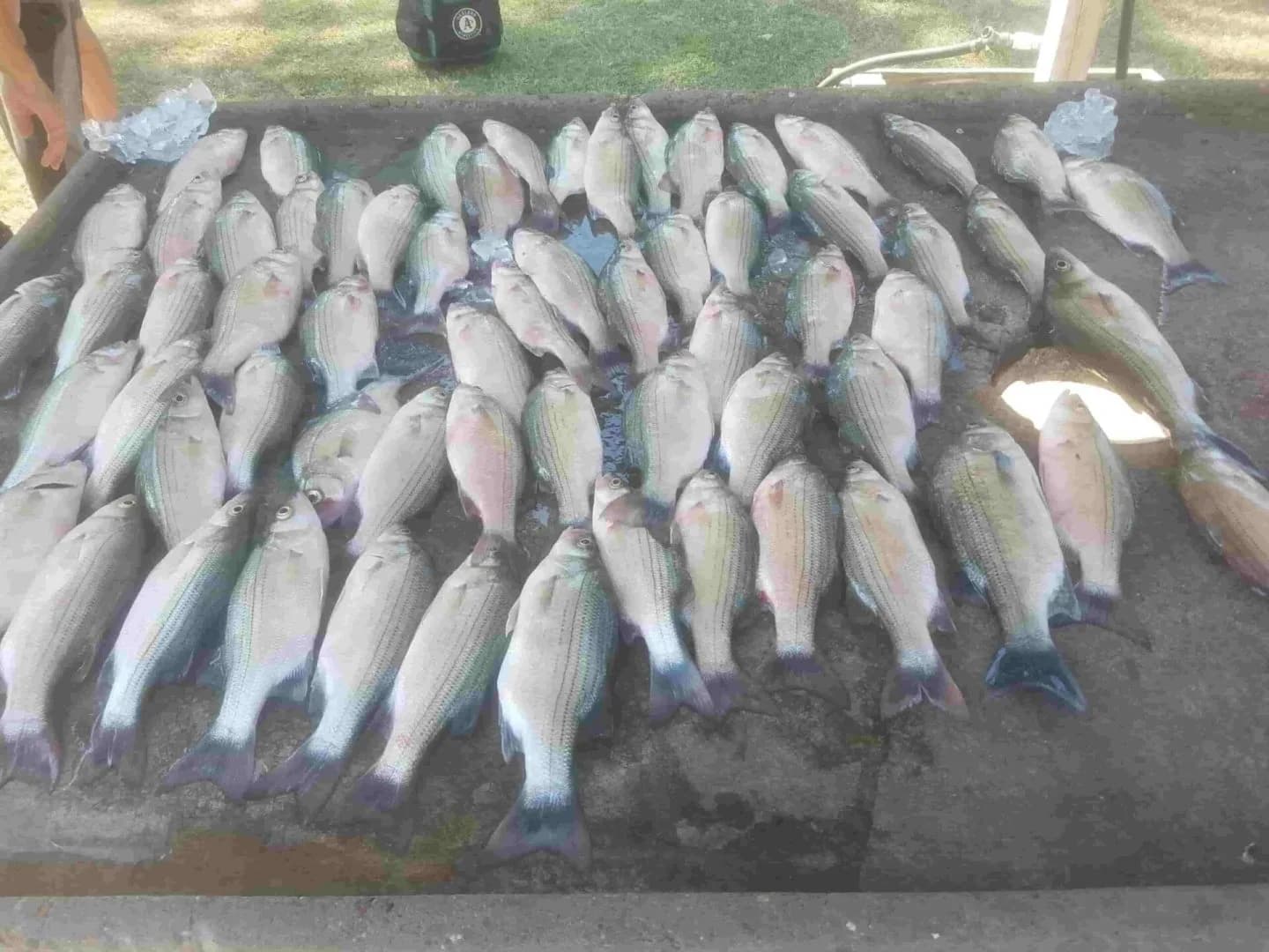 Fishing Report