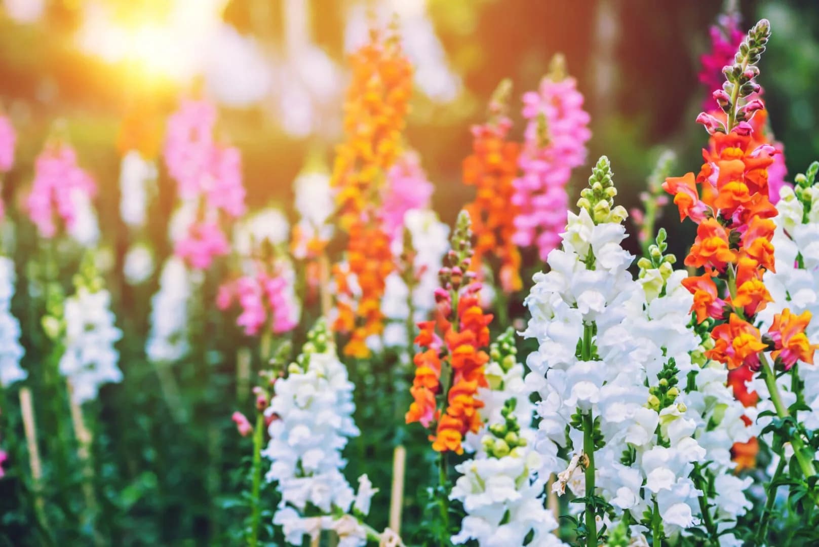 PLANTING COOL SEASON ANNUALS