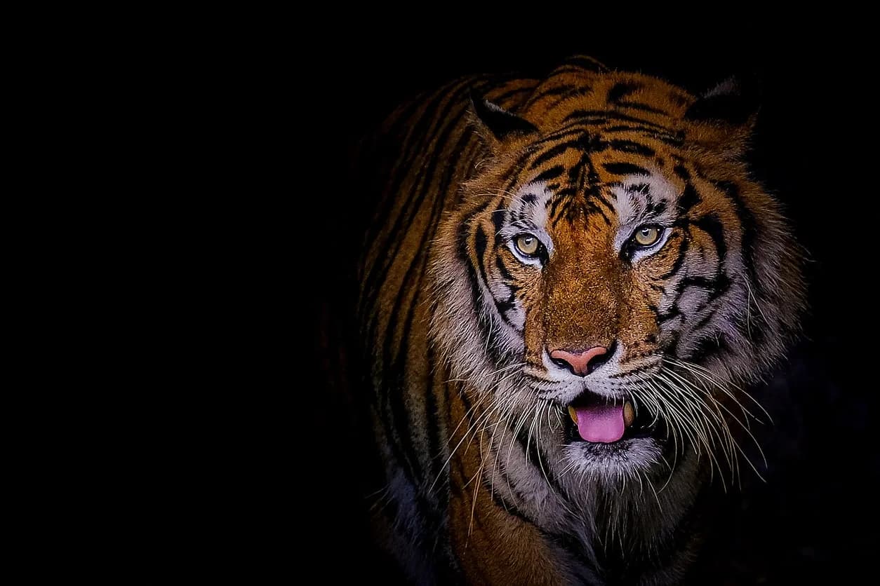 houston zoo gift ideas