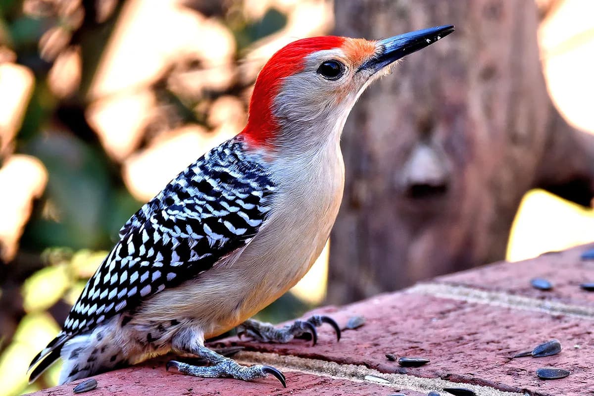 red-bellied-woodpecker