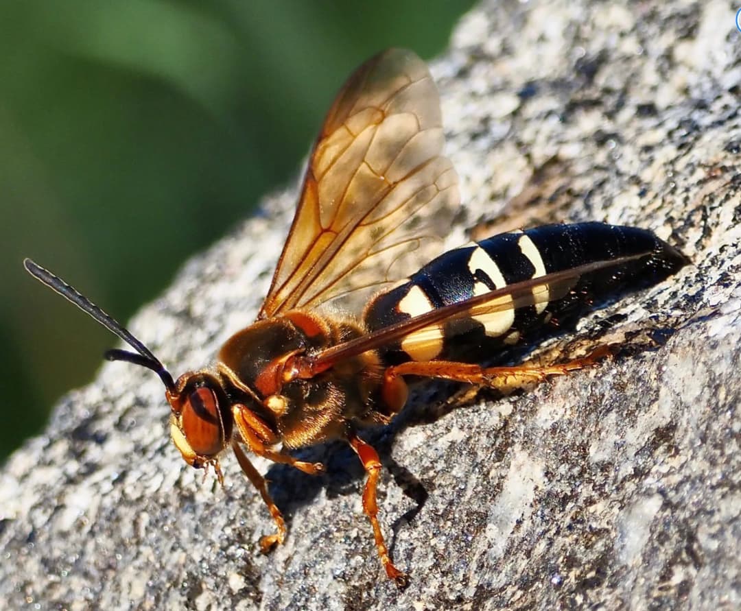 Close-up of an eastern cicada killer wasp with amber wings resting on tree bark