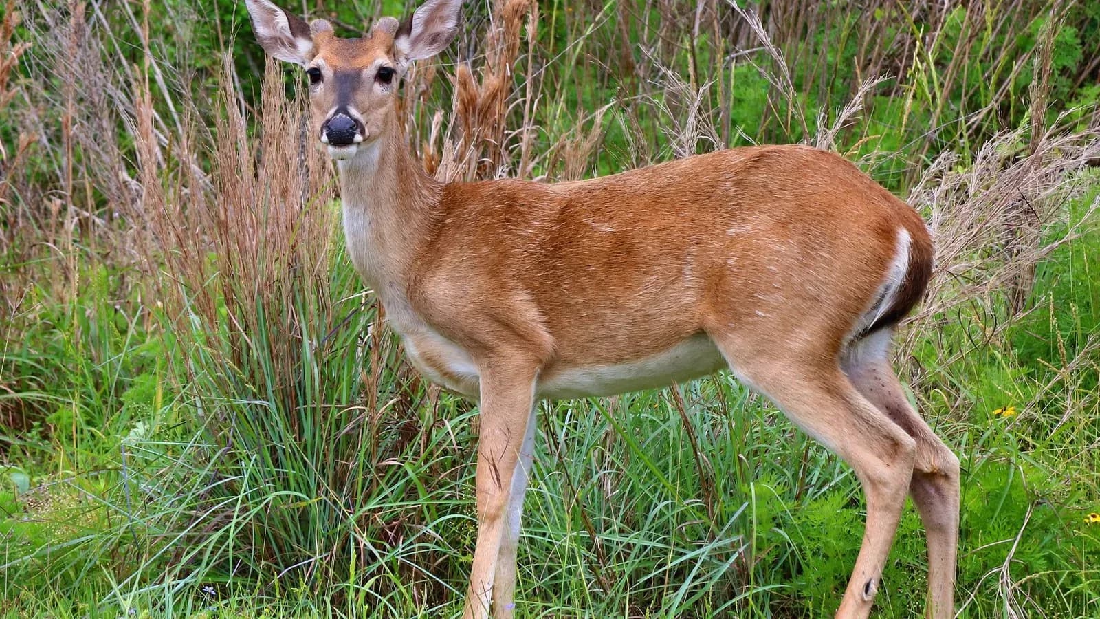 A white-tailed doe standing in tall grass at Goose Island State Park on the Texas coast