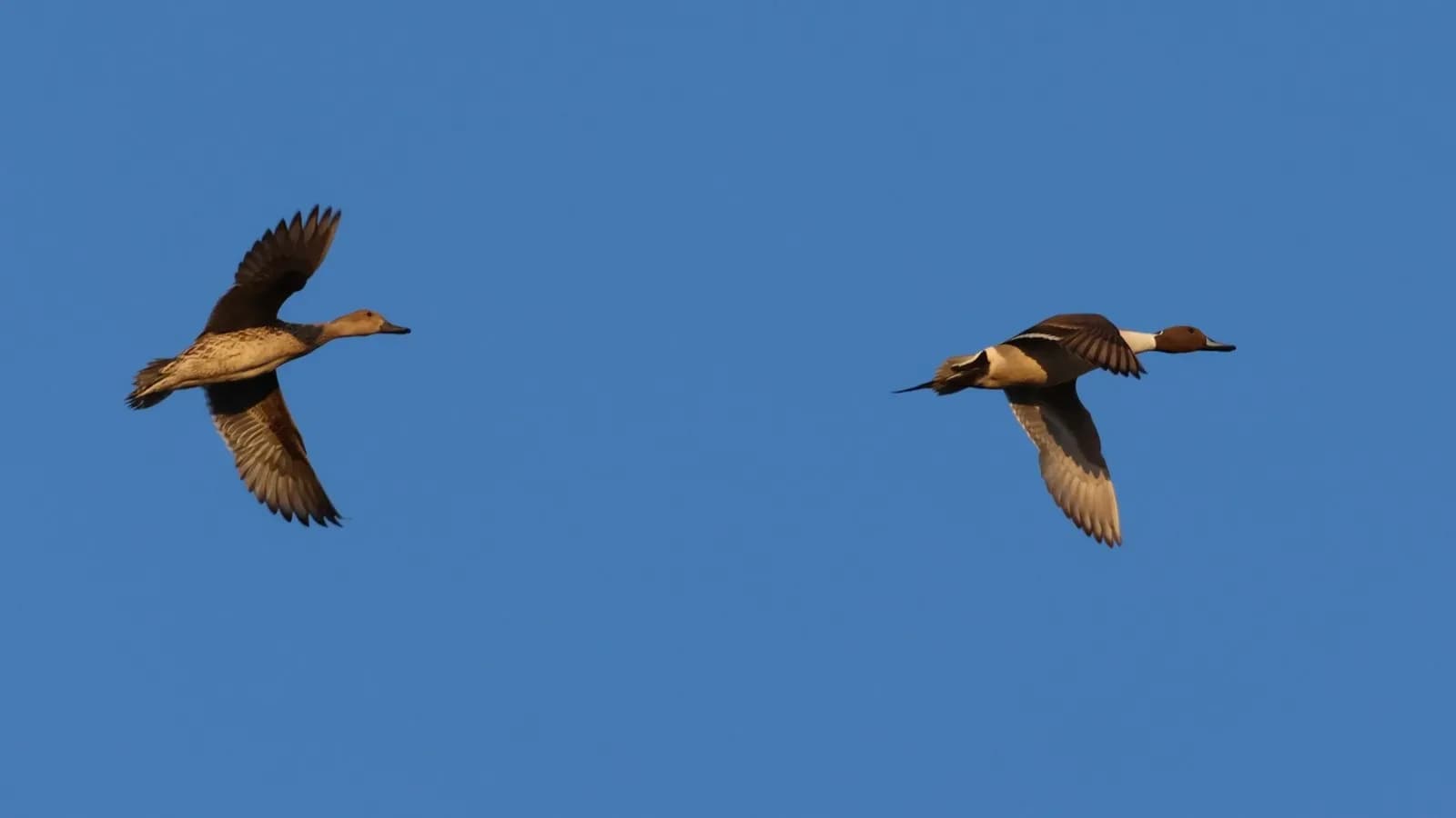 Northern pintail ducks in flight over a wetland