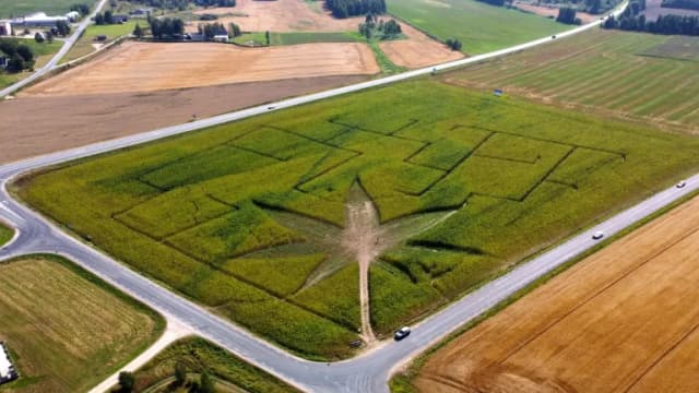 Aerial view of a hemp field