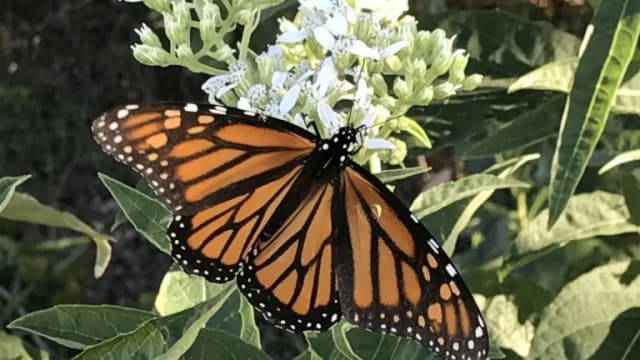 A monarch butterfly feeding on a flower in Texas