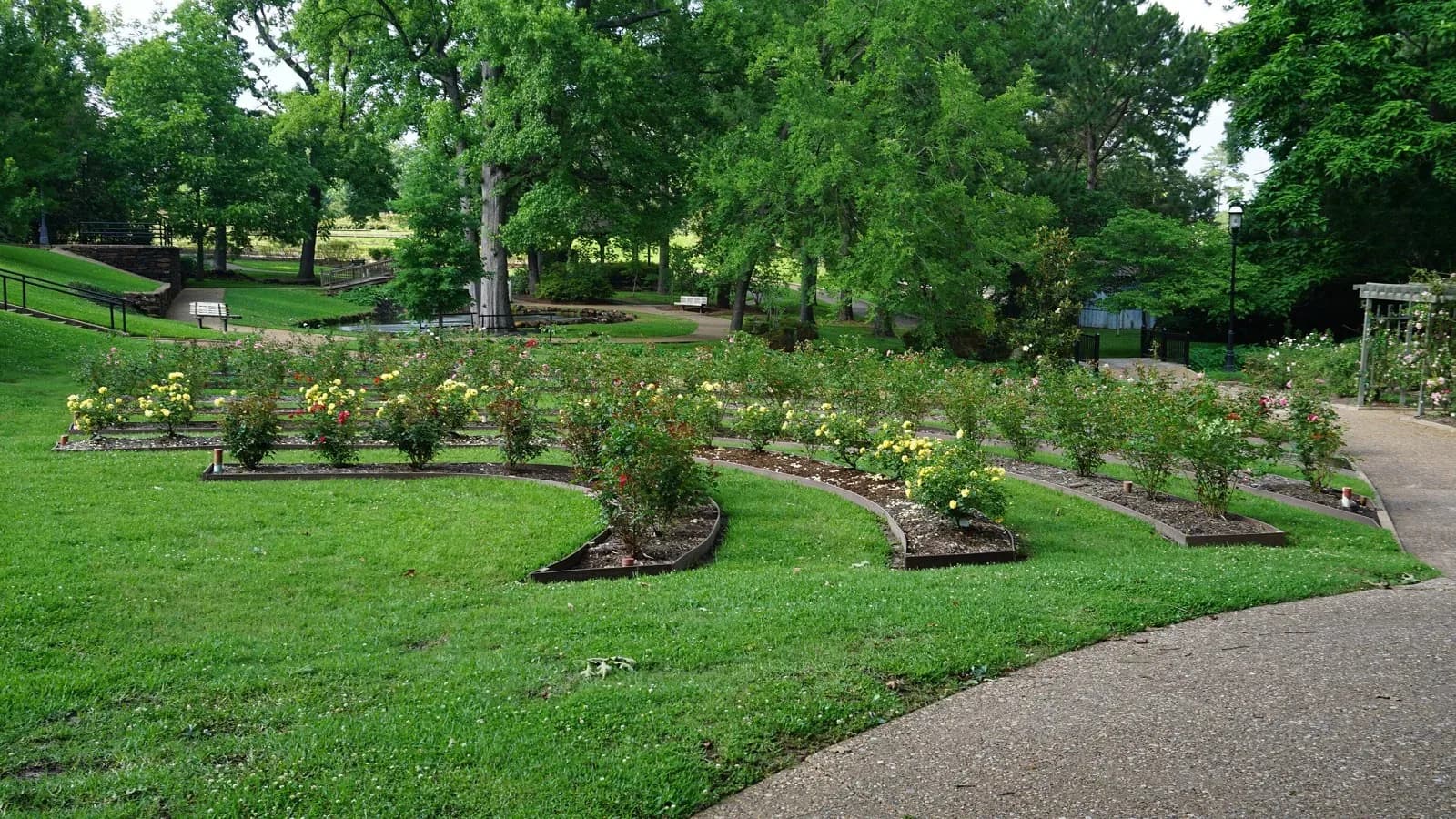 Curving beds of rose bushes on a green lawn at the Tyler Rose Garden, framed by tall trees