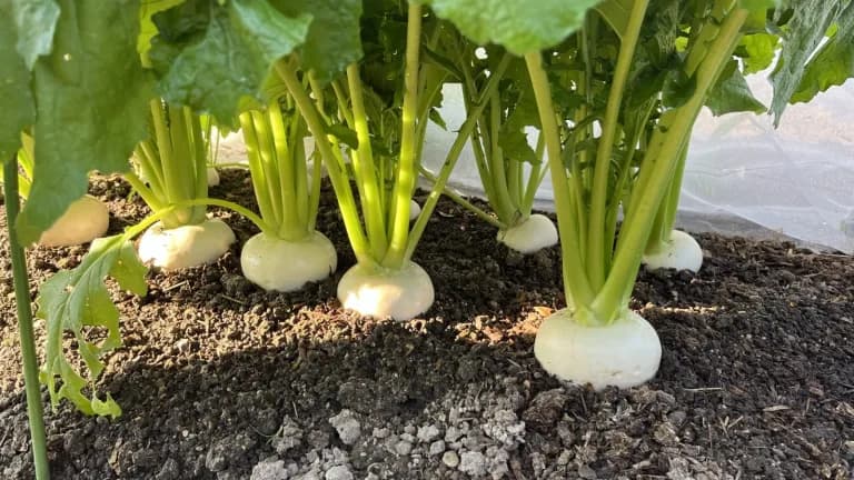 A row of white turnip roots pushing up from dark soil beneath tall green stems and leaves