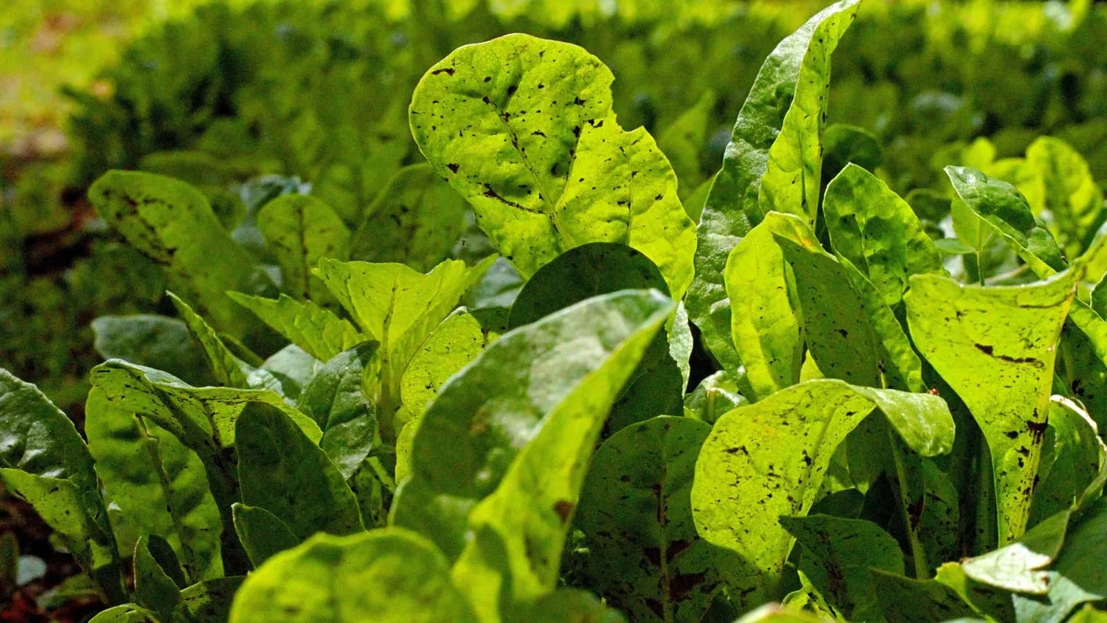 Close-up of bright green spinach leaves growing thickly in a garden bed