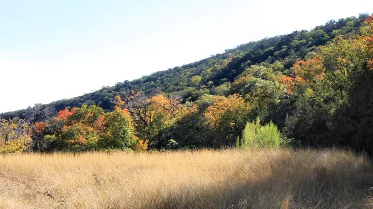 Bigtooth maples changing color at Lost Maples State Natural Area